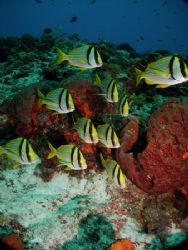 The Porkfish - they love to pose! This photo was taken in... by Steven Anderson 